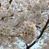 lo so che ho rotto con questi sakura ^_^ GIAPPONE 