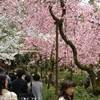 giardini heian shrine GIAPPONE 