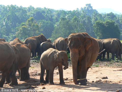 PINNAWELLA ELEPHANT ORPHANAGE-SRILANKA