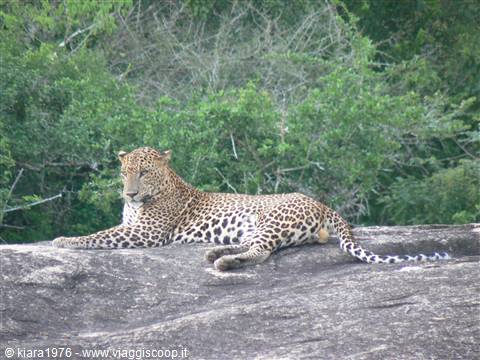 AVVISTAMENTO DEL LEOPARDO ALLO YALA NATIONAL PARK-SRILANKA