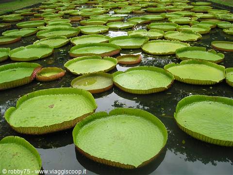 pamplemousses