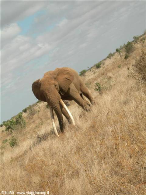 Kenya Safari tzavo est