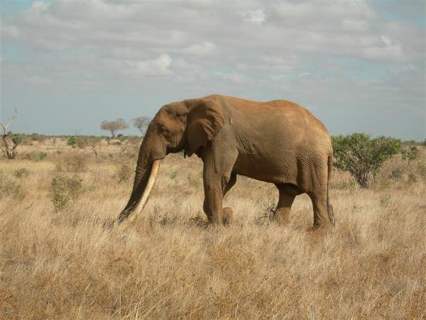 Kenya Safari Tzavo Est