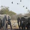Gli elefanti NAMIBIA 