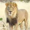 Il re NAMIBIA 