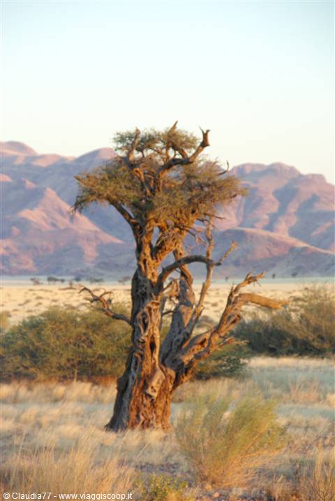 Desert Namib