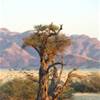 Desert Namib NAMIBIA 