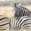 zebra NAMIBIA 