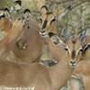 impala NAMIBIA 