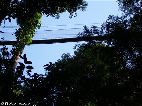 Taman Negara "Canopy walkway"