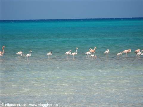 Fenicotteri rosa