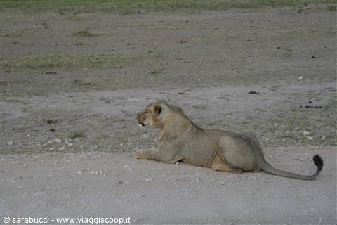 LEONE