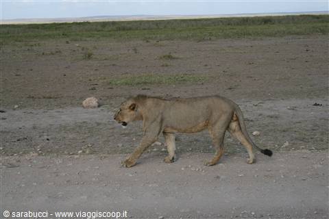 LEONE