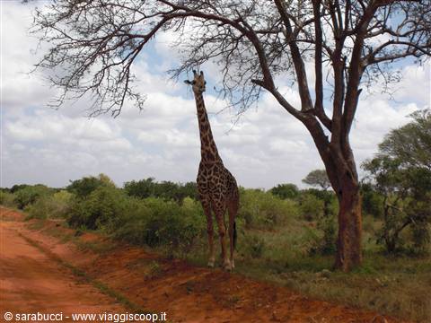 GIRAFFA