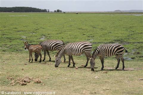ZEBRE