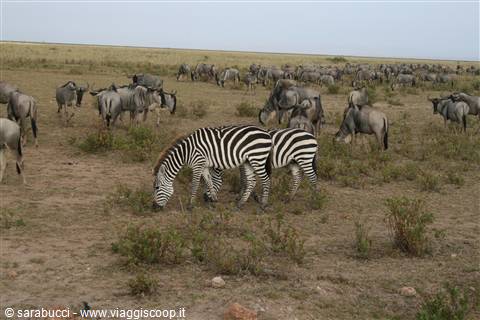 ZEBRE E GNU
