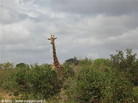 SAFARI TSAVO EAST