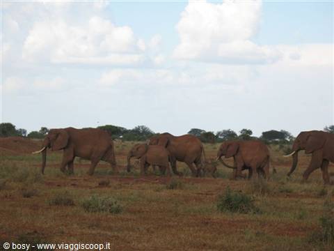 SAFARI TSAVO EAST