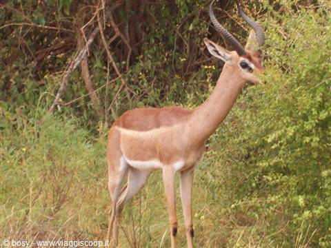SAFARI TSAVO EAST
