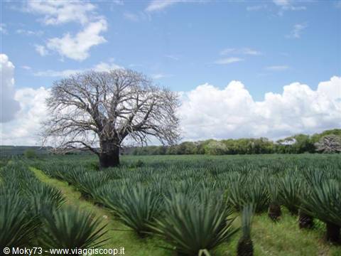 Coltivazione di agave con baobab al centro