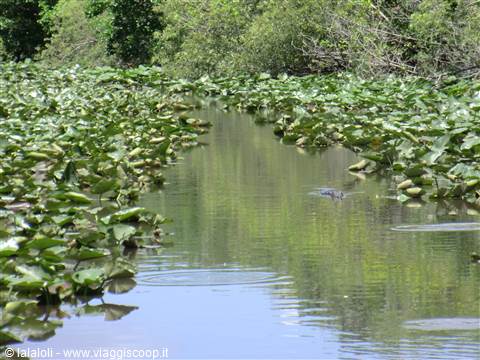 everglades