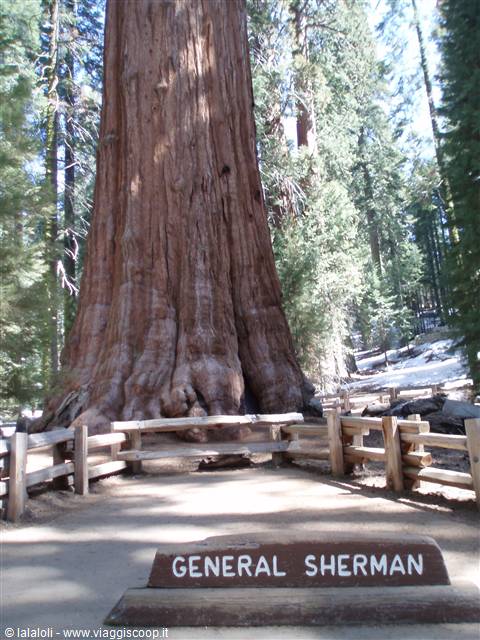 Giant Sequoia