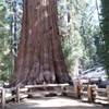 Giant Sequoia STATI UNITI D'AMERICA 
