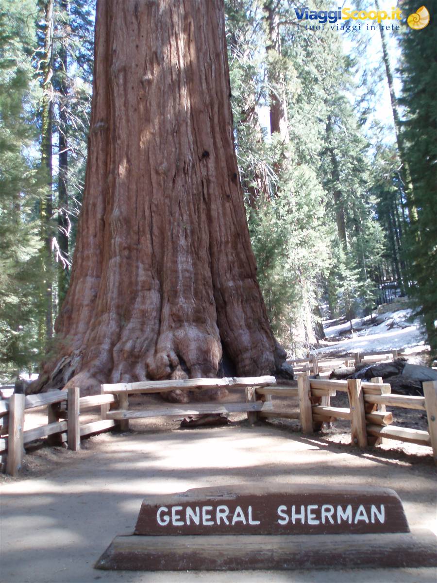 Giant Sequoia