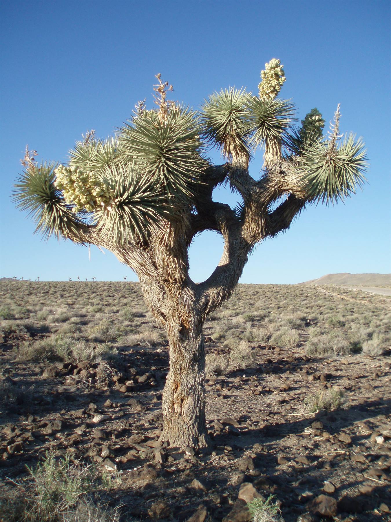 death valley