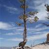 bryce canyon STATI UNITI D'AMERICA 