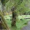 Glendalough IRLANDA 