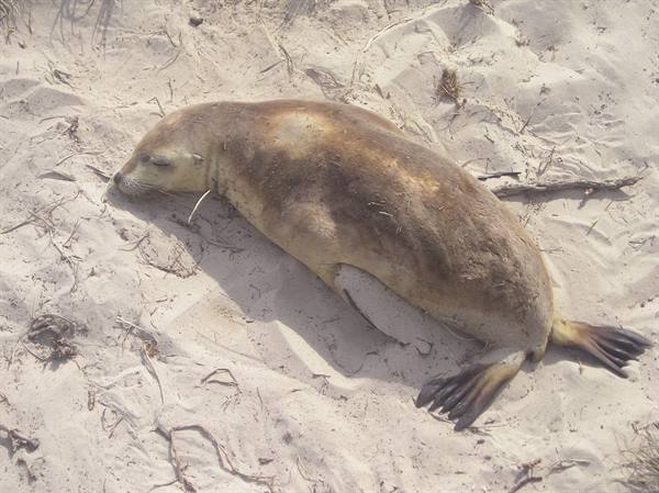 Kangaroo Island, Seal Bay