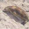Kangaroo Island, Seal Bay AUSTRALIA 