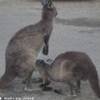 so sweet!! AUSTRALIA 