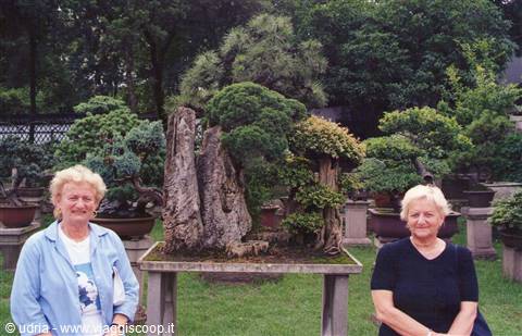 Il giardino dei BONSAI