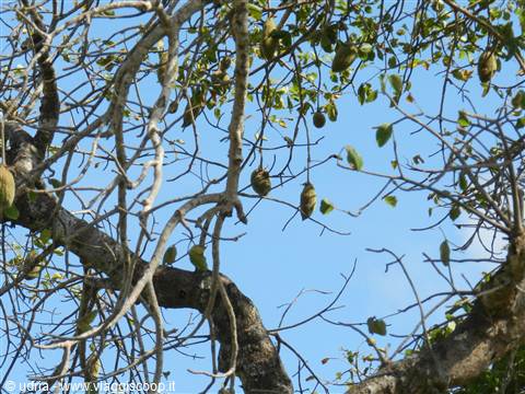I Frutti del BAOBAB squisiti