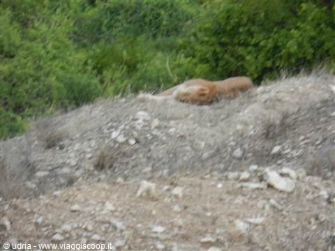 Dorme???