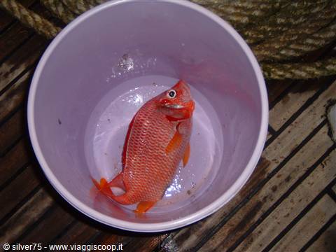 L'Unico Pesce Pescato 