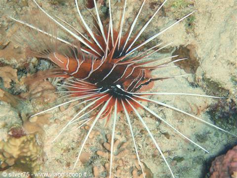 Er Lion Fish