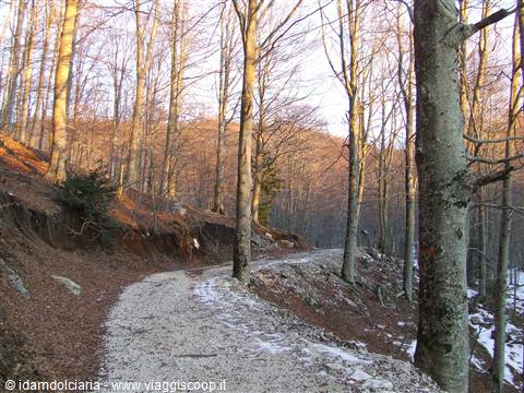 MONTELLA - Vegetazione in inverno