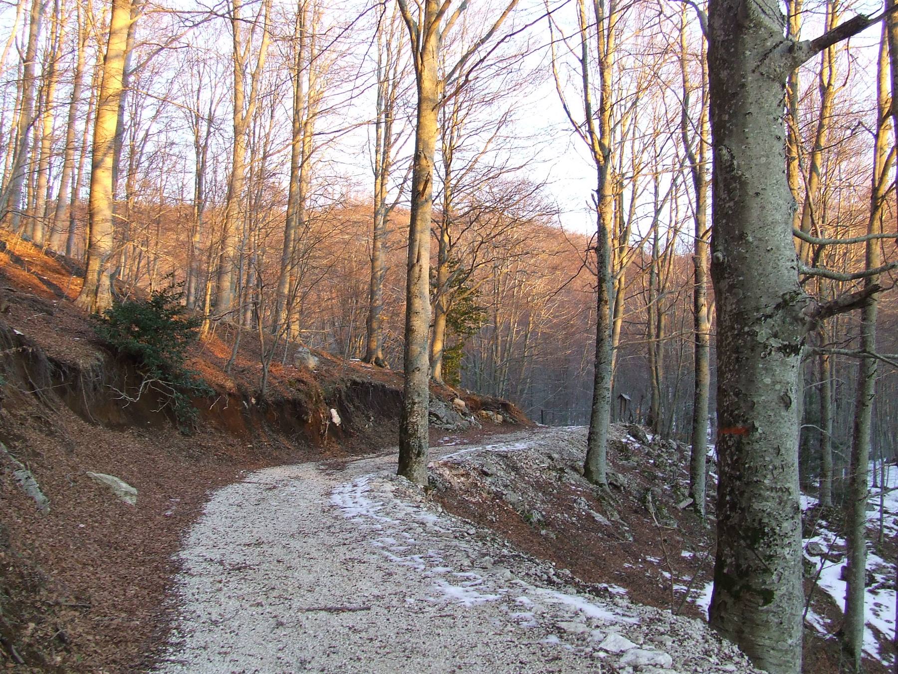 MONTELLA - Vegetazione in inverno