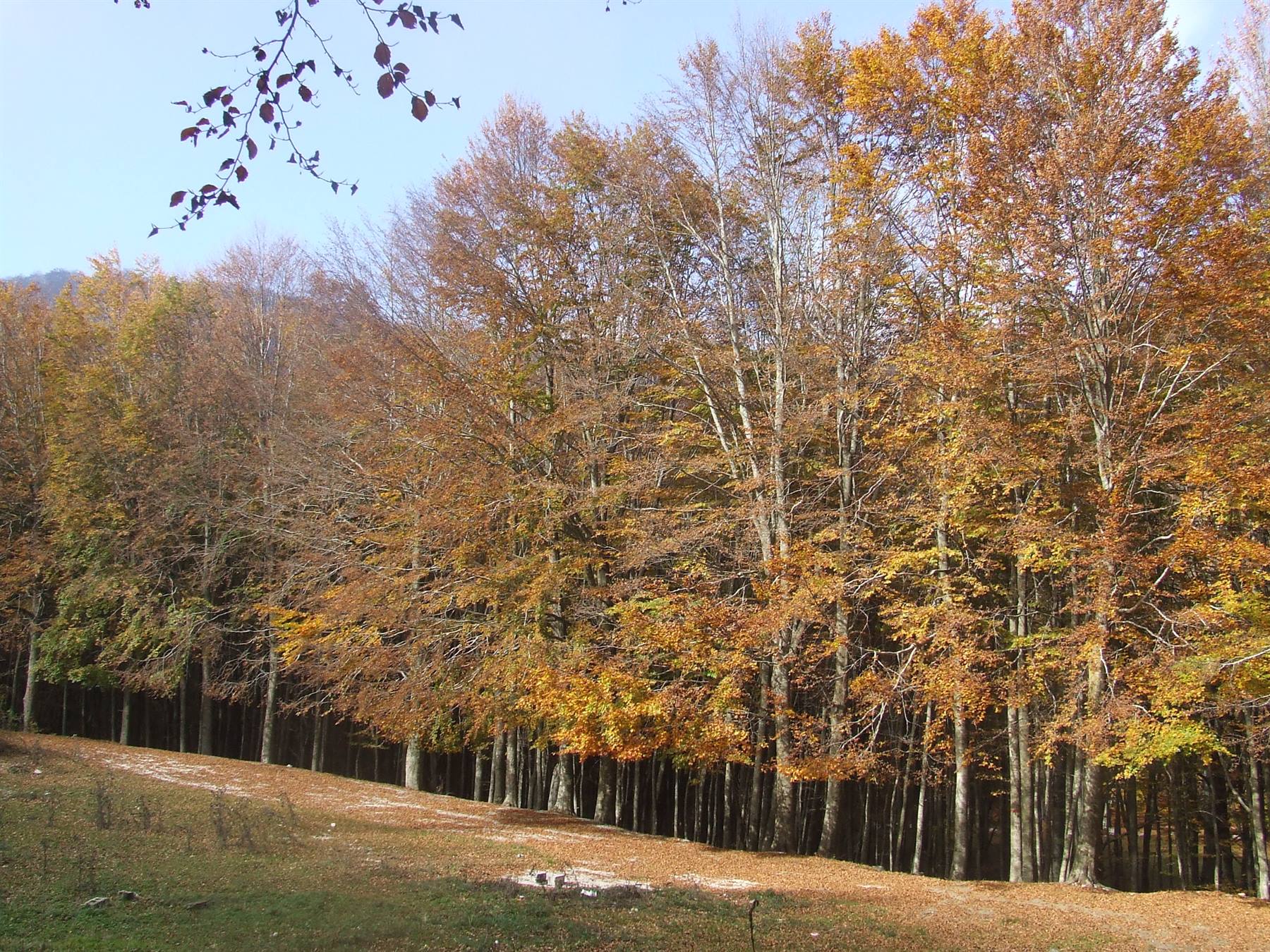 MONTELLA - Parco Regionale dei Monti Picentini