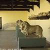 BENEVENTO - Museo del Sannio ITALIA 