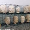 BENEVENTO - Museo del Sannio ITALIA 