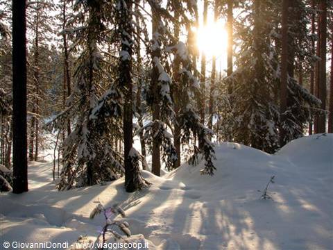 ma presto il sole del mattino penetranella foresta