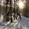 ma presto il sole del mattino penetranella foresta RUSSIA 