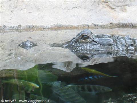 coccodrillo a loro parque tenerife