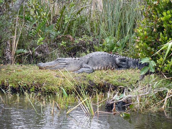 Everglades