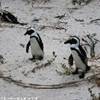 Boulders Beach, colonia di pinguini SUD AFRICA 