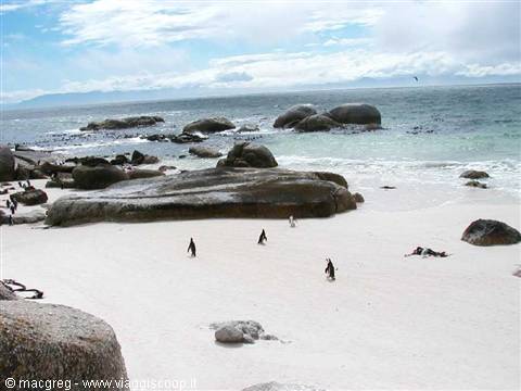 Boulders Beach, colonia di pinguini